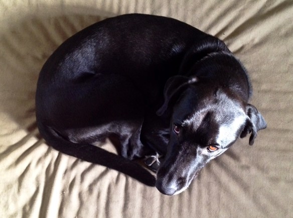 Another dog photo may seem totally irrelevant at the moment, but wait for it. 